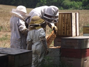 Beekeeping, Honey, Raw Honey