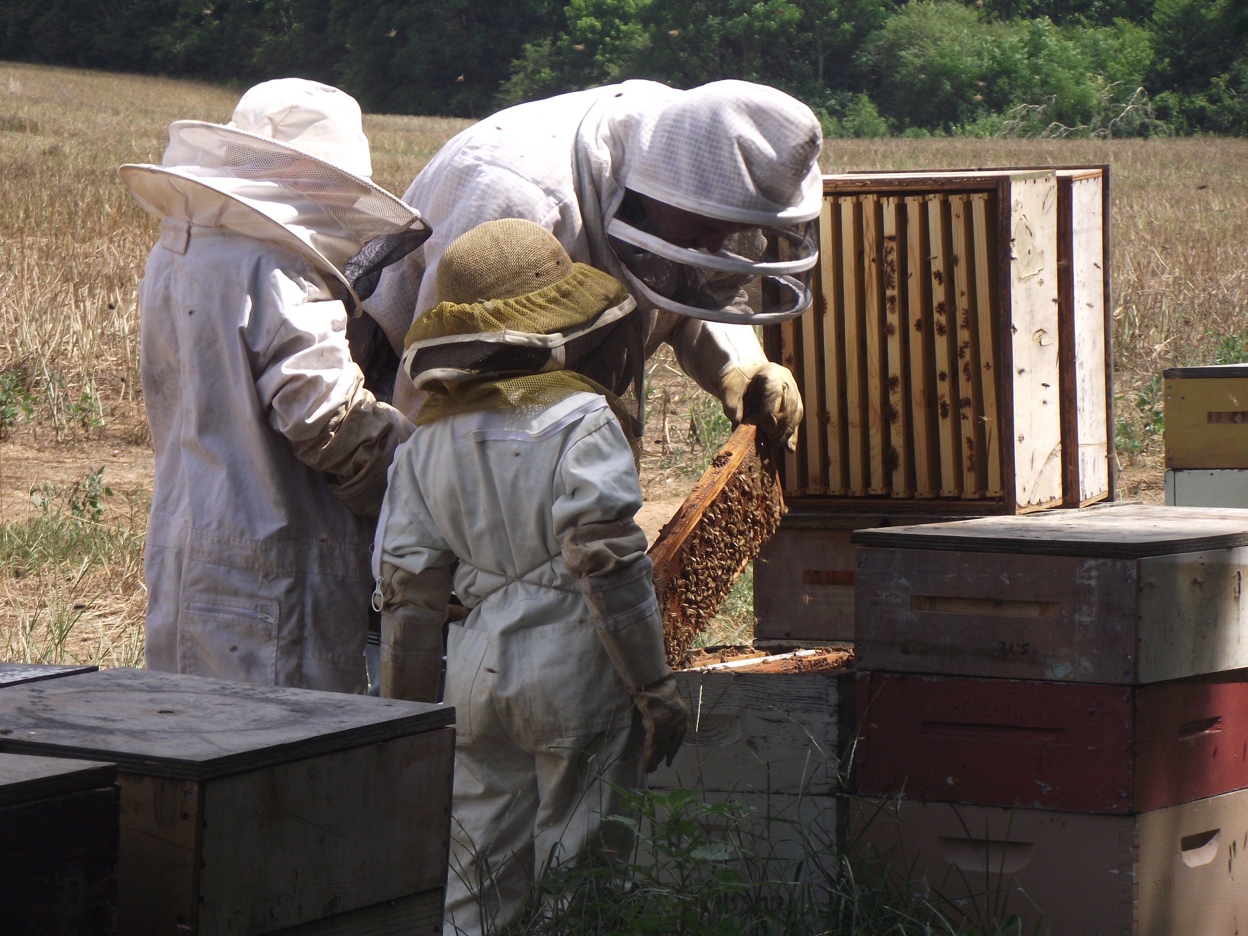 Raw Honey, Local Honey, Honeybees
