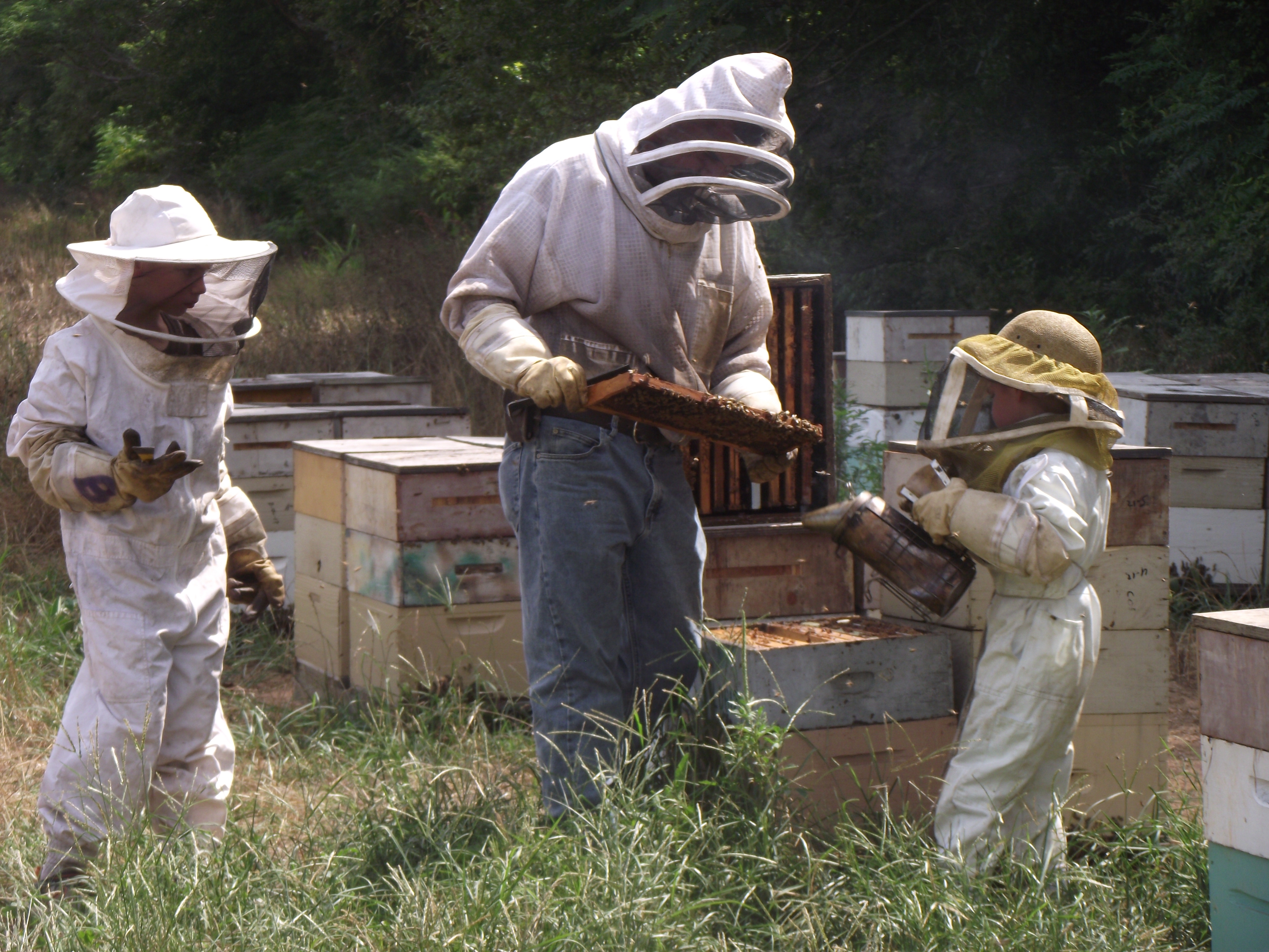 Raw Honey, Local Honey, Honeybees