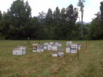 Sourwood Honey, Raw Honey, Local Honey, Honeybees